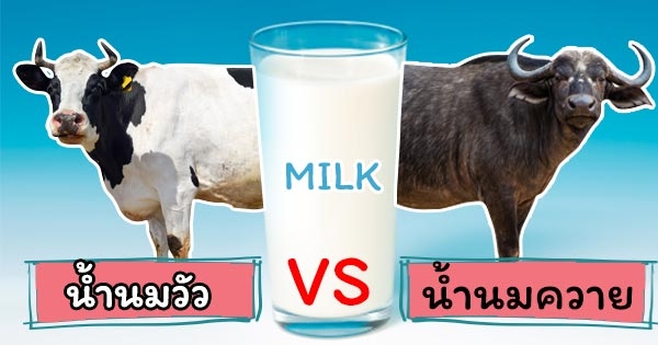 นมควายกับนมวัวอันไหนดีกว่ากัน